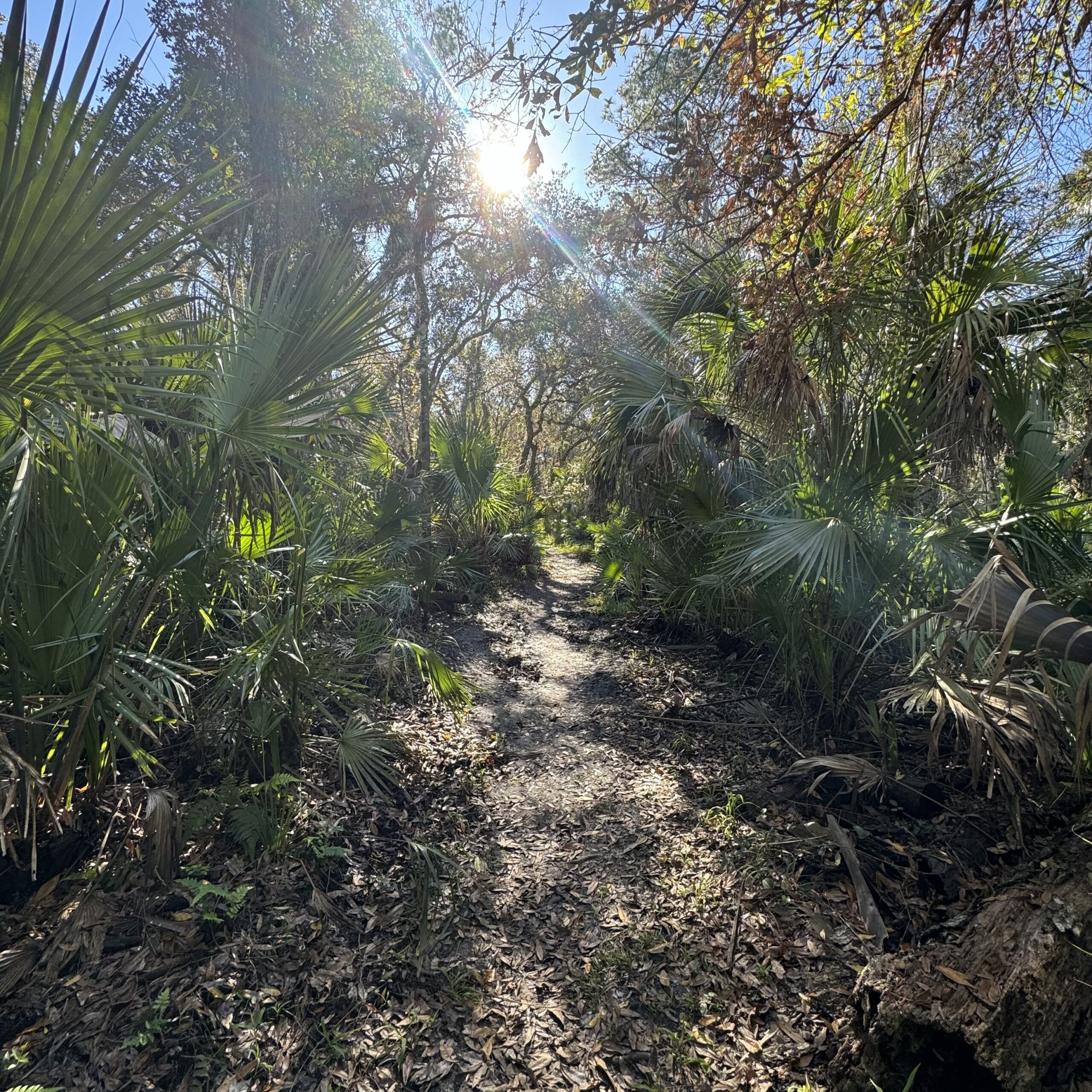 CANCELED | SHJCF Tu B’Shevat Hike | Sun, Feb 1, 9:30am | Barr Street Trailhead, 951 Barr St, Oviedo, Fl 32765